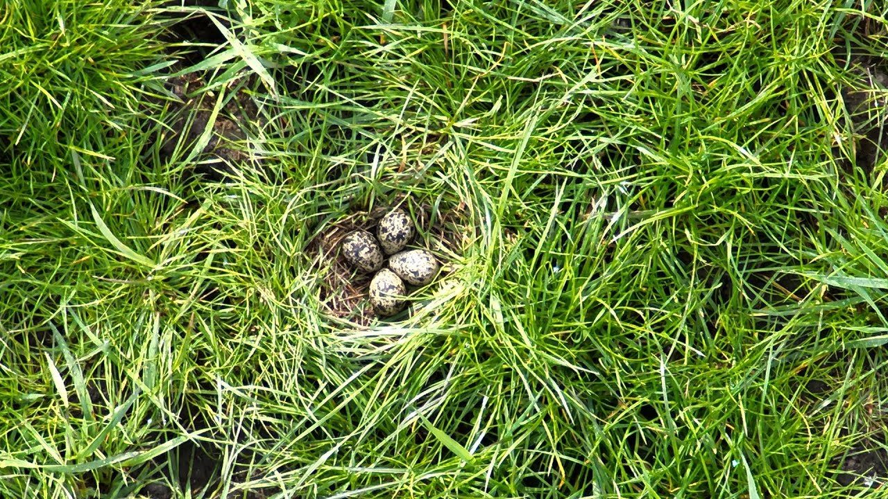 Ein Bild von einer Wiese, das senkrecht von oben aufgenommen wurde. Annähernd im Zentrum des Bildes ist ein Nest mit vier braun gesprenkelten Eiern zu sehen.
