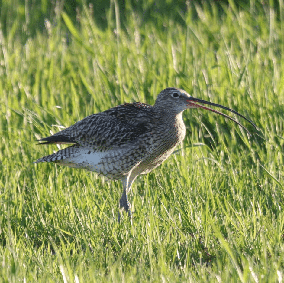 Bild eines großen Brachvogels, der auf einer Grünfläche steht.