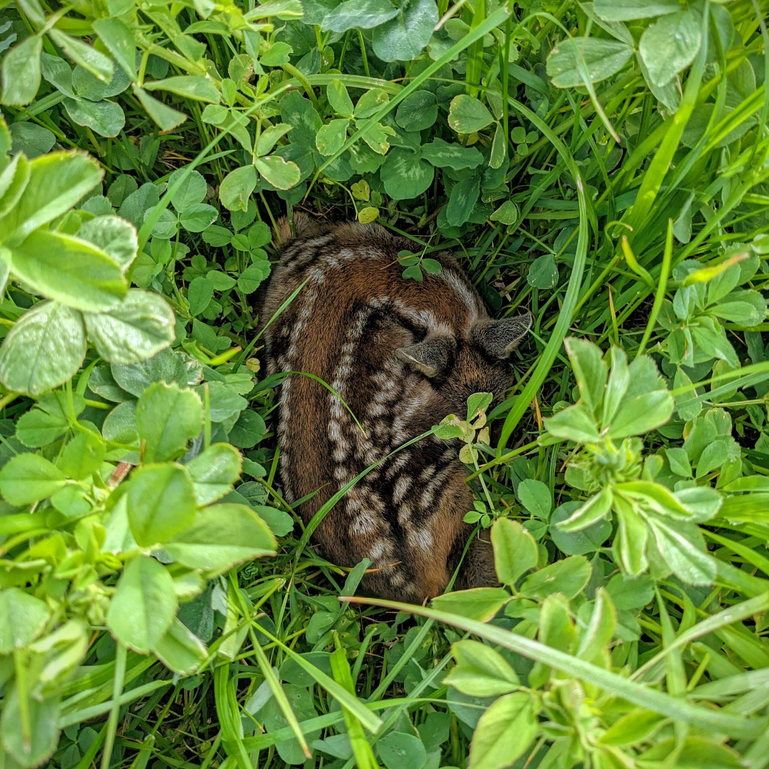 Nahaufnahme eines Rehkitzes im Gras
