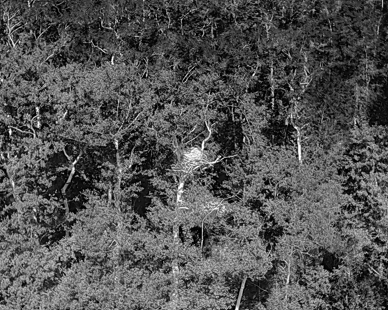 Wärmebildaufnahme eines Seeadler-Horstes in einem Waldgebiet.