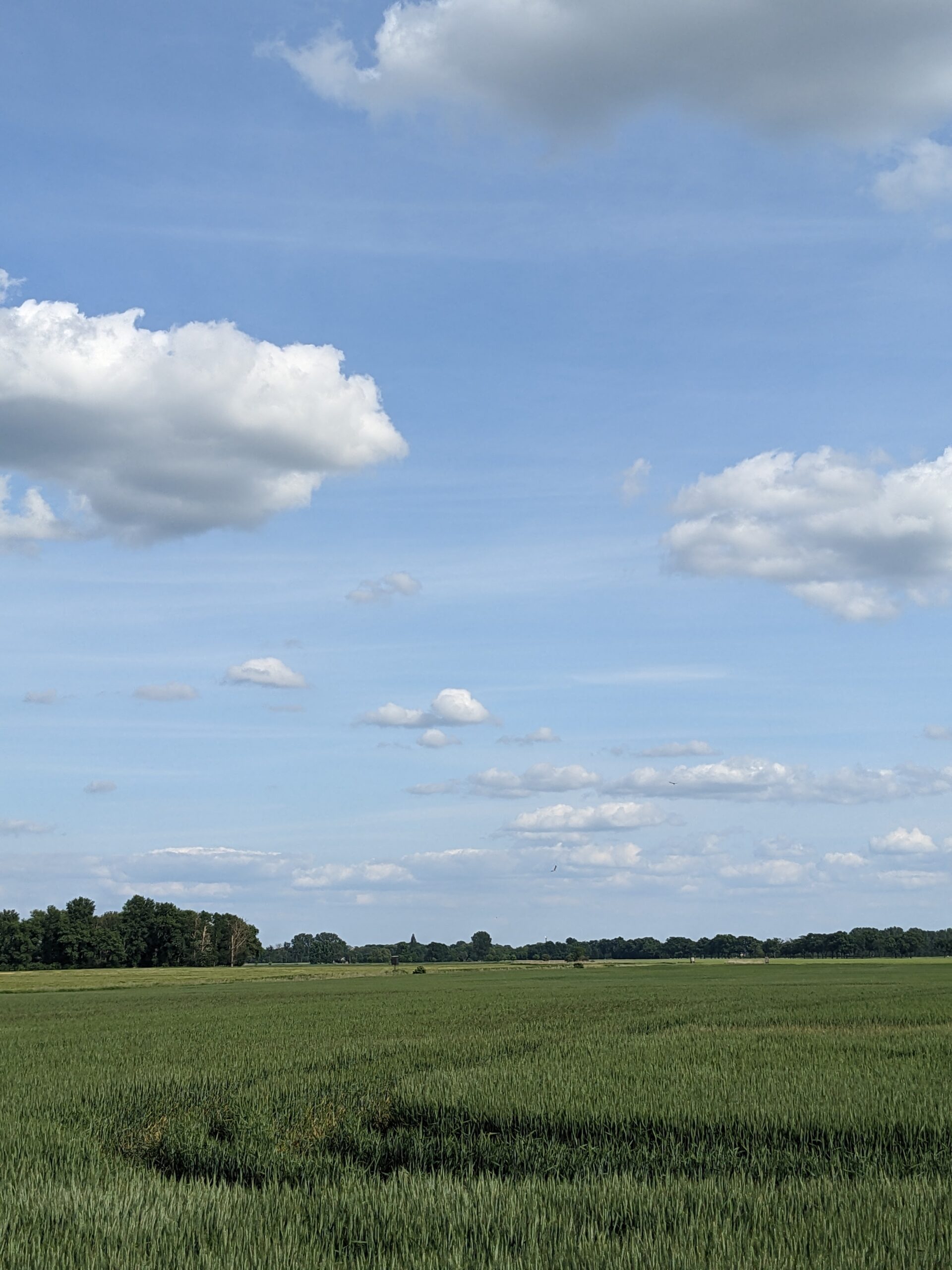 Lebensraum der Wiesenweihe - Getreideflächen in Brandenburg