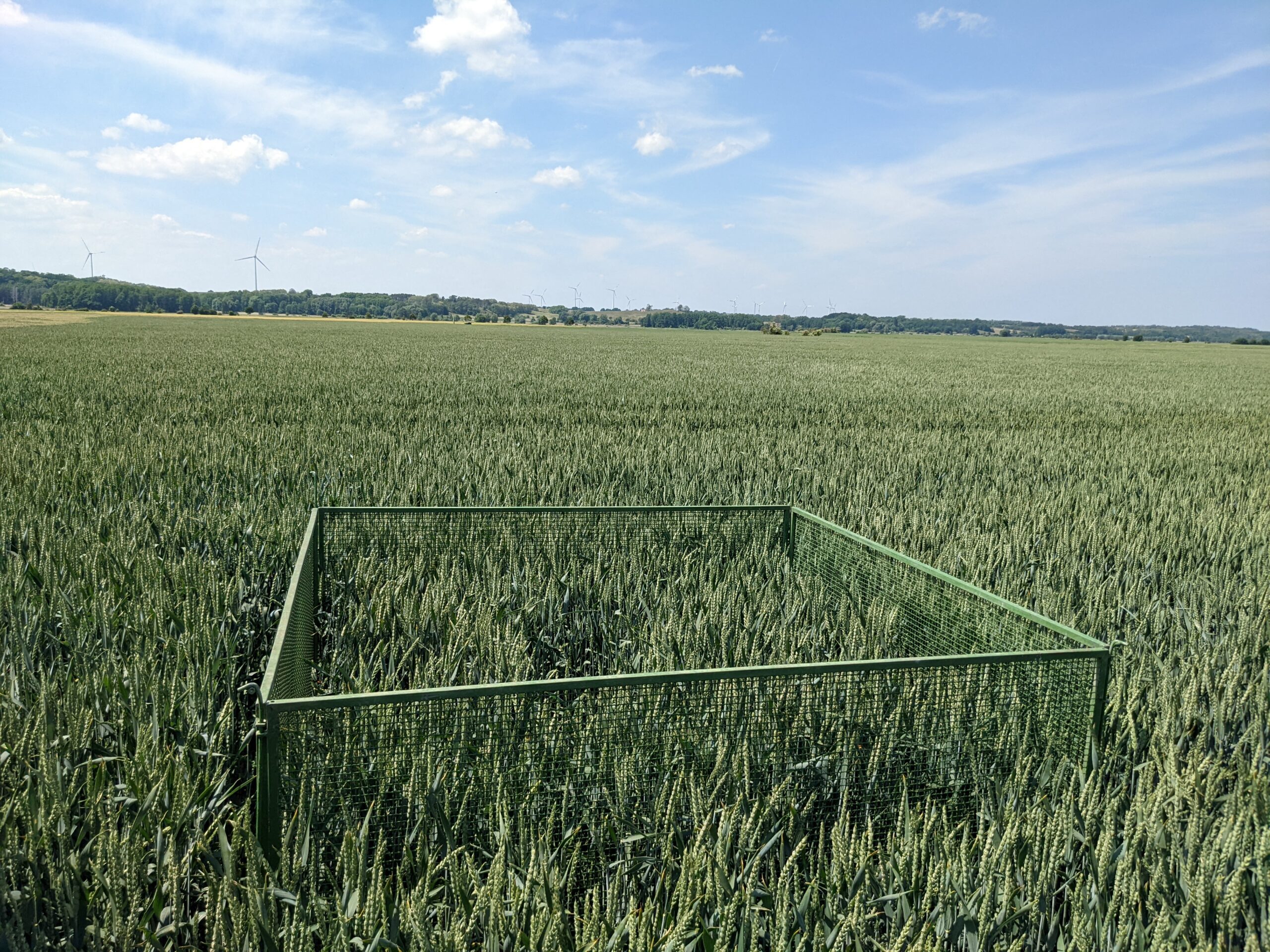 Schutzzaunes in einem Getreidefeld in Brandenburg für den Wiesenweihenschutz