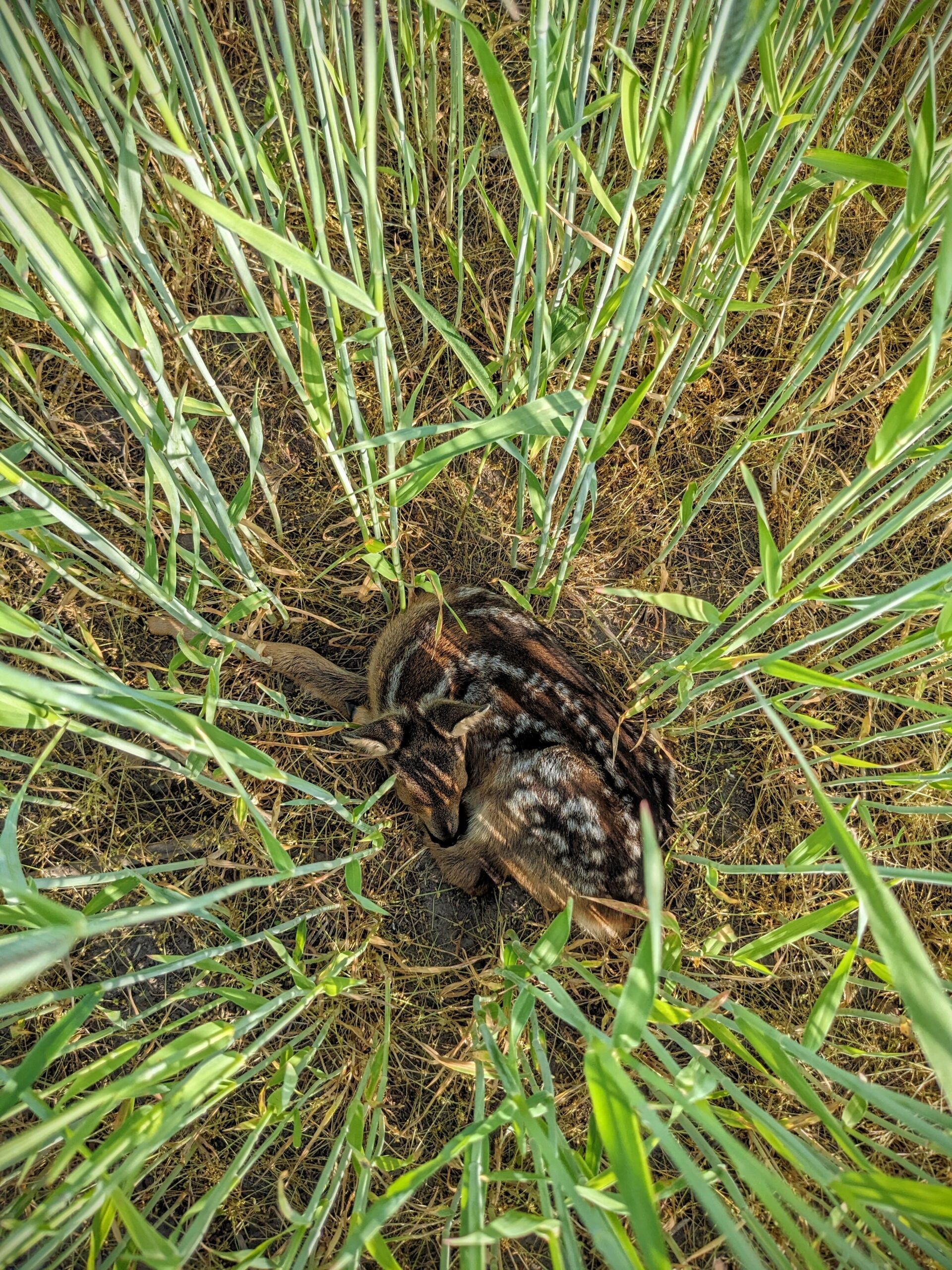 Nahaufnahme eines Rehkitzes, dass in einem Feld liegt