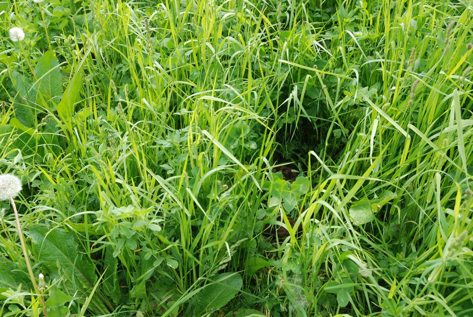 Rehkitz liegt versteckt im hohen Gras