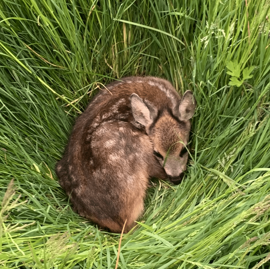 Rehkitz liegt im Gras