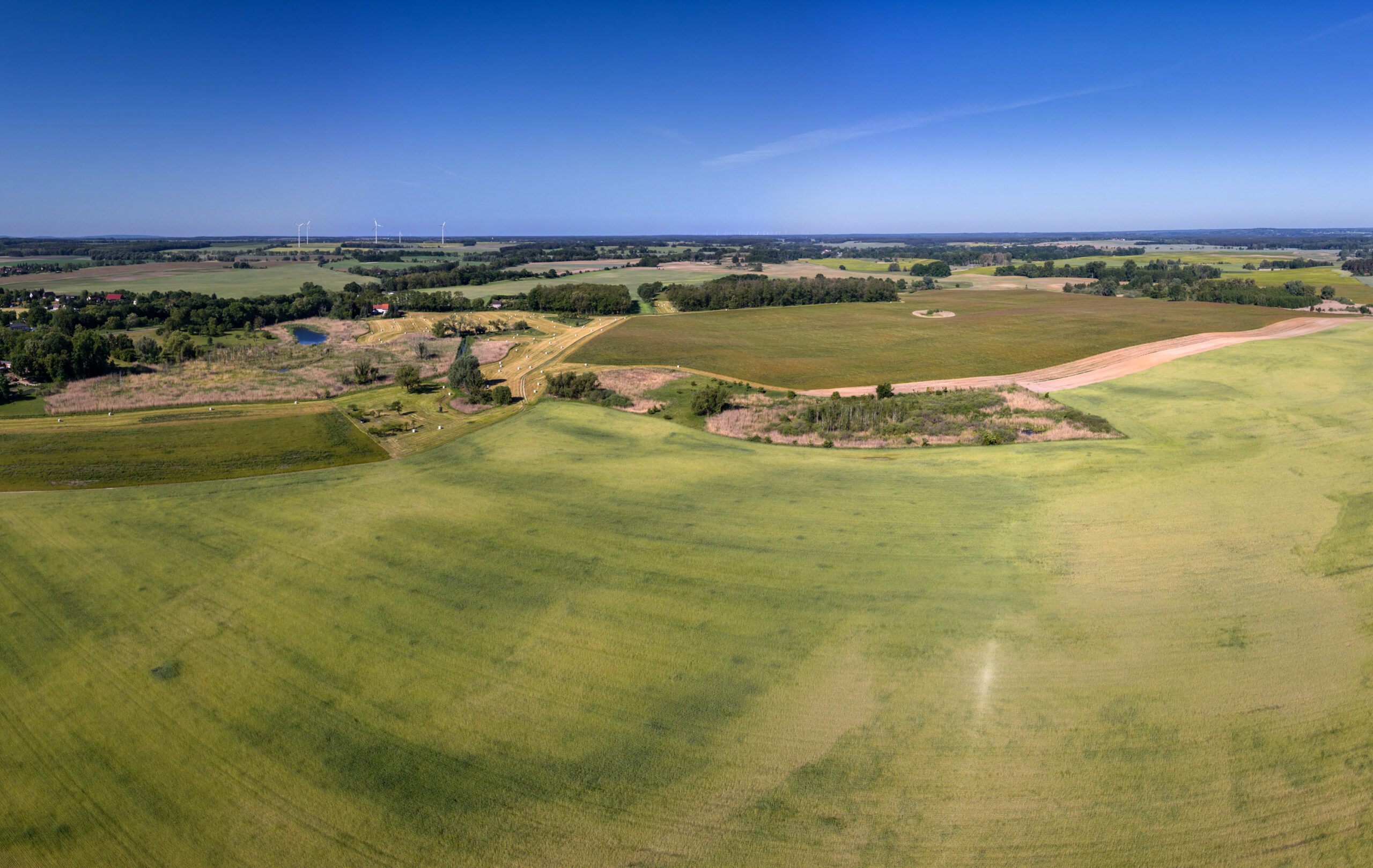 Lebensraum der Wiesenweihe - Getreideflächen in Brandenburg