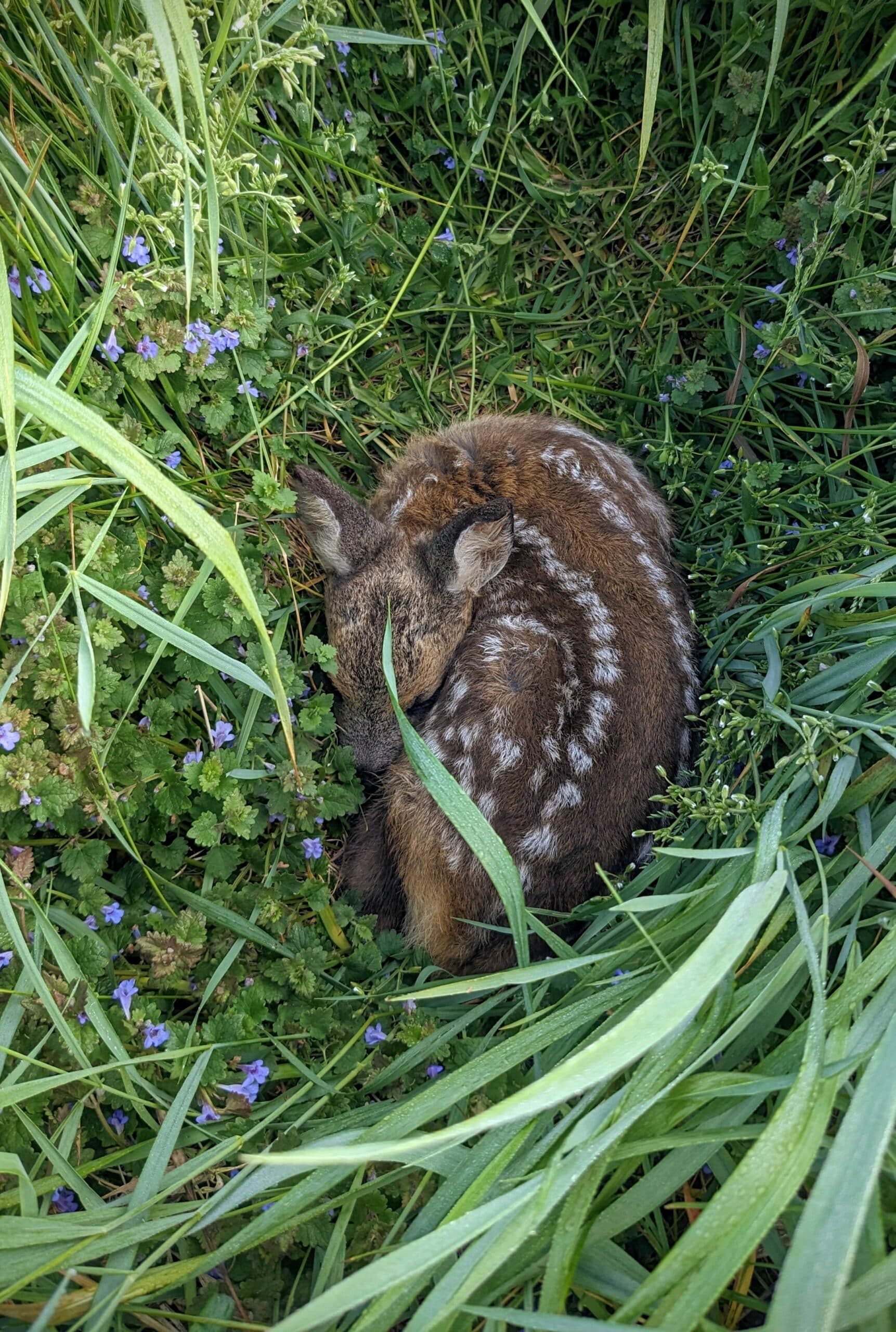 Nahaufnahme eines Rehkitzes im Gras