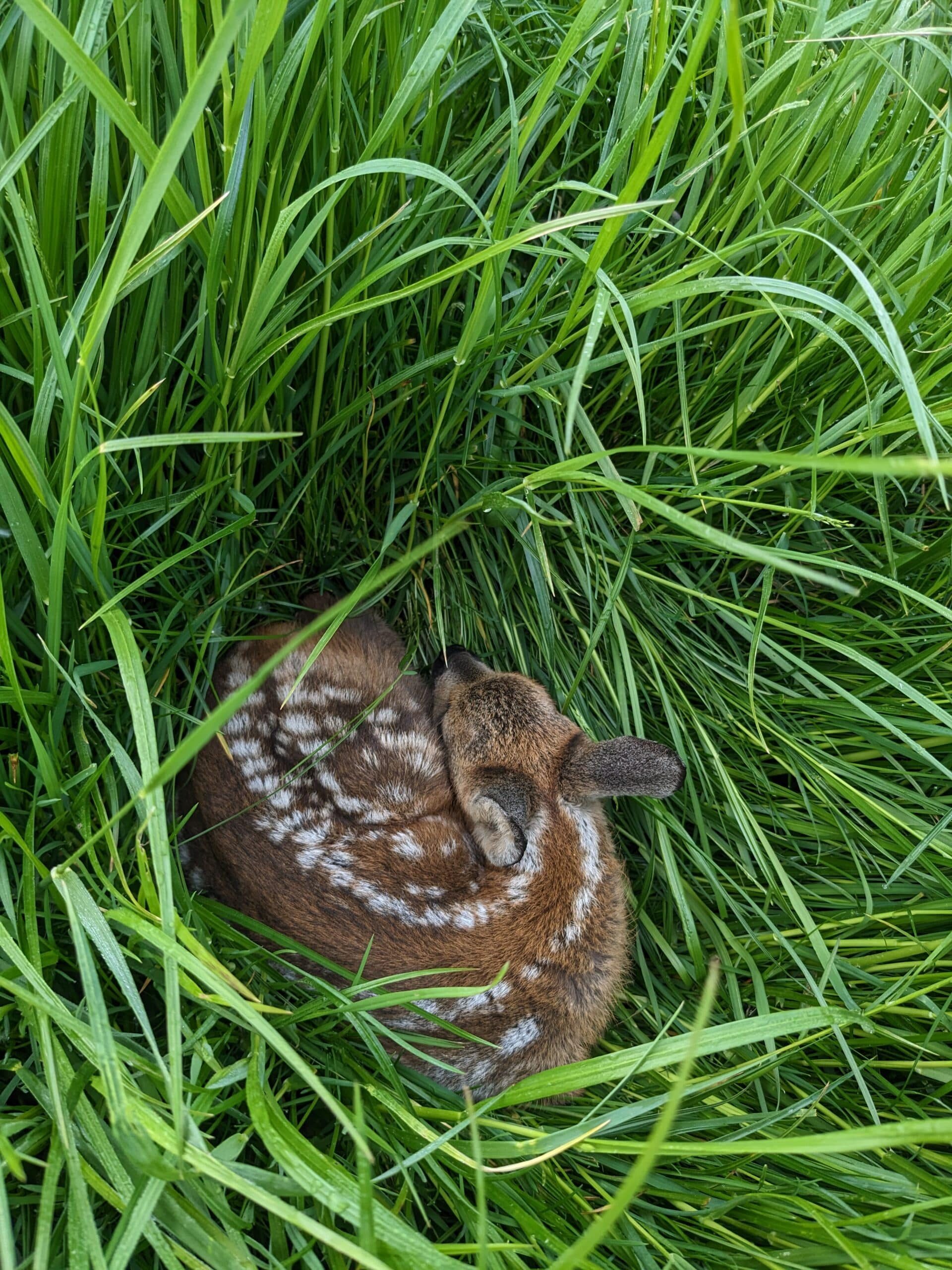Nahaufnahme eines Rehkitzes, dass im Gras liegt