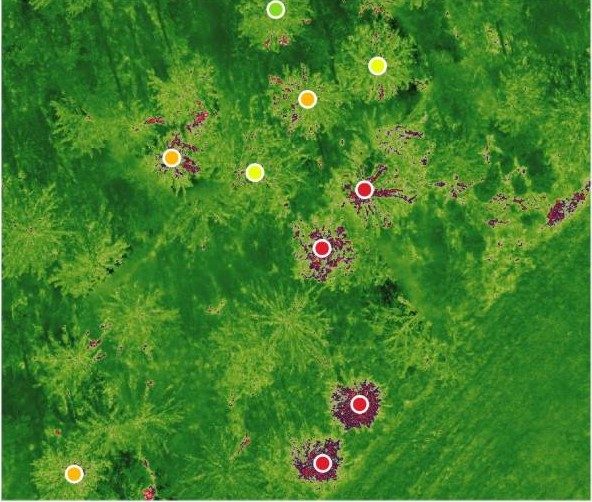 Multispektralauswertung desselben Waldrands in grünen Farbtönen. Um die Punkte der toten und stark geschädigten Bäume leuchten dunkelrote Flächen, die auffällige Bereiche anzeigen.
