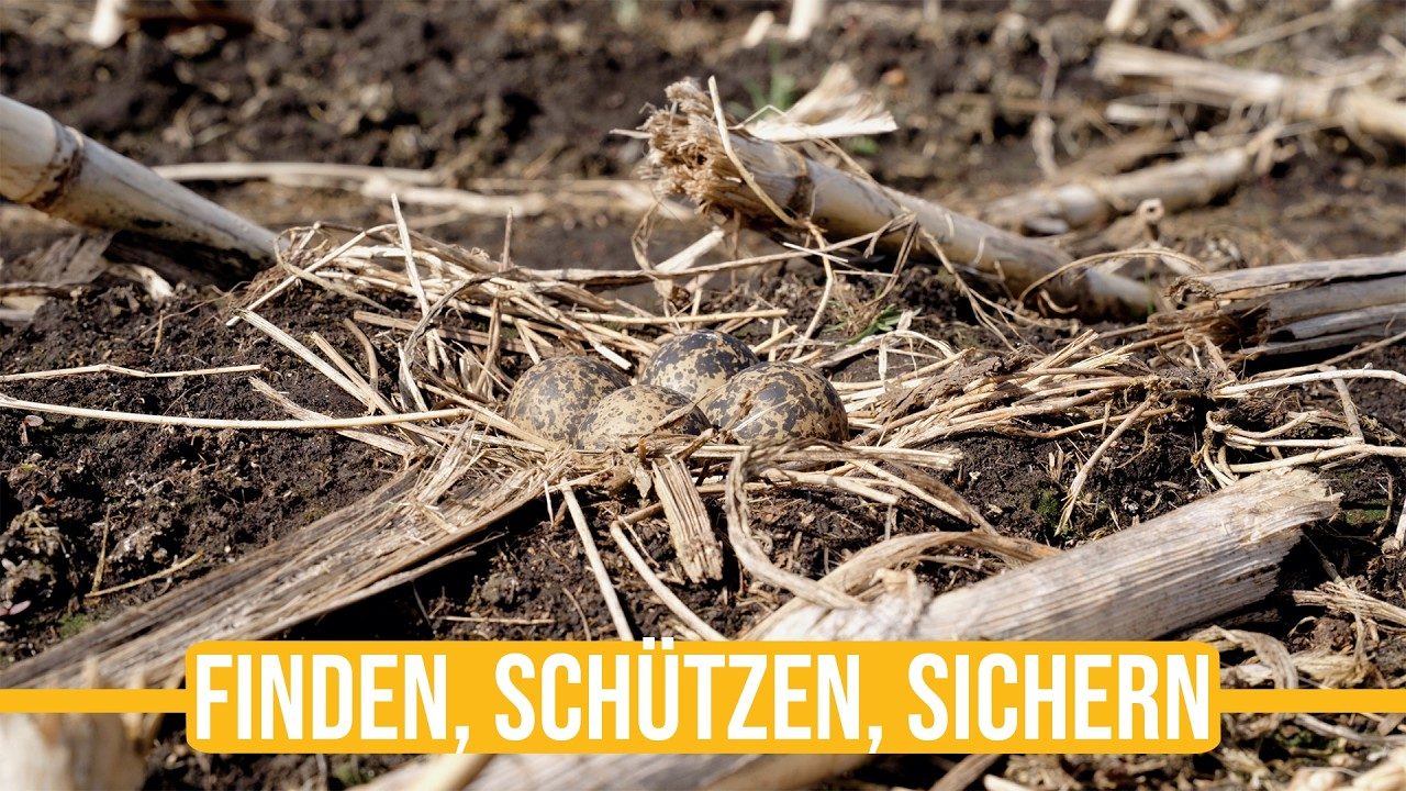 Vorschaubild: Niederwildtestrevier | Der Kampf gegen Windmühlen - der Kiebitz kämpft ums überleben!