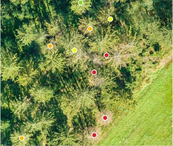Farbbild aus der Luft: Fichten am Waldrand neben einer Wiese, darüber farbige Punkte für verdächtige, leicht und stark geschädigte und abgestorbene Bäume.
