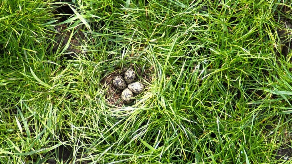 Kiebitznest in grüner Wiese